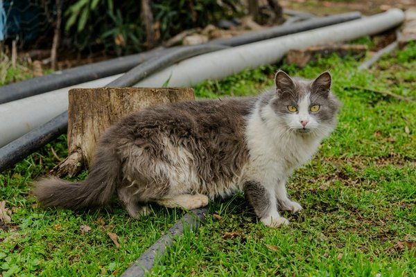Découvrez l'orthodontiste à paris pour le sourire parfait