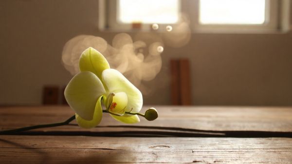 Top 5 avantages des fleurs de cbd pour apaiser l'esprit